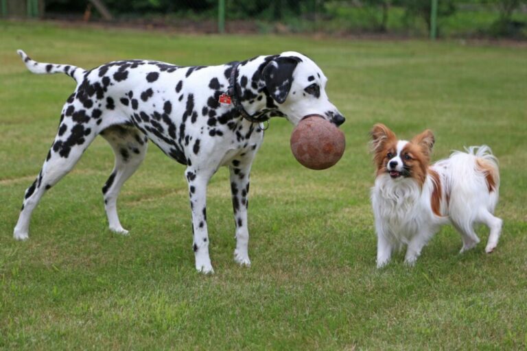 deux chiens jouent ensemble