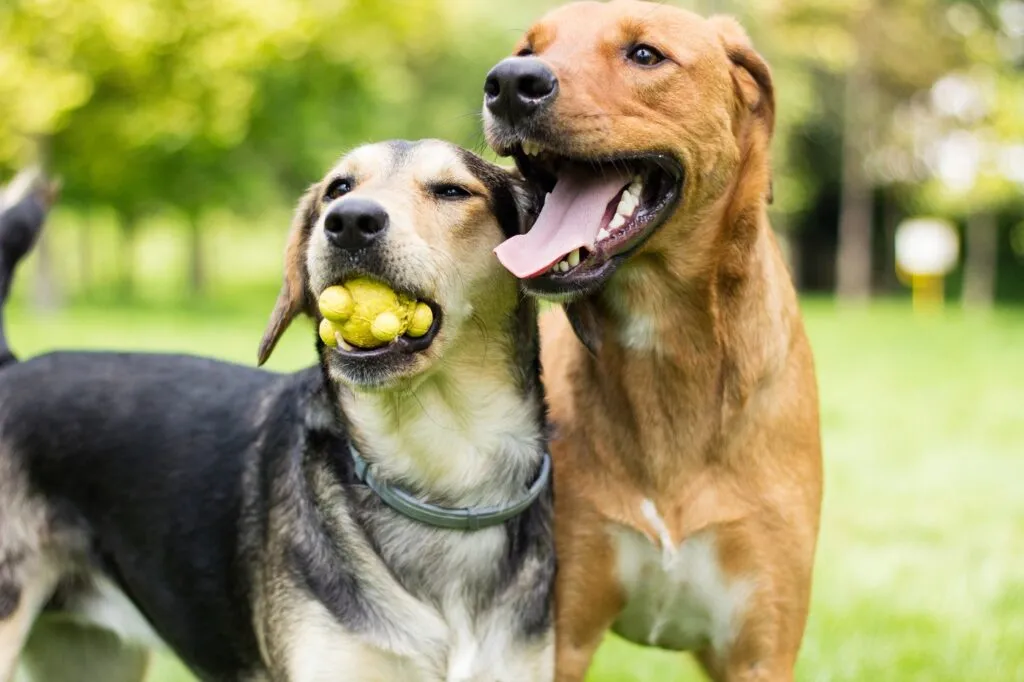 Deux chiens s'amusent dans le parc