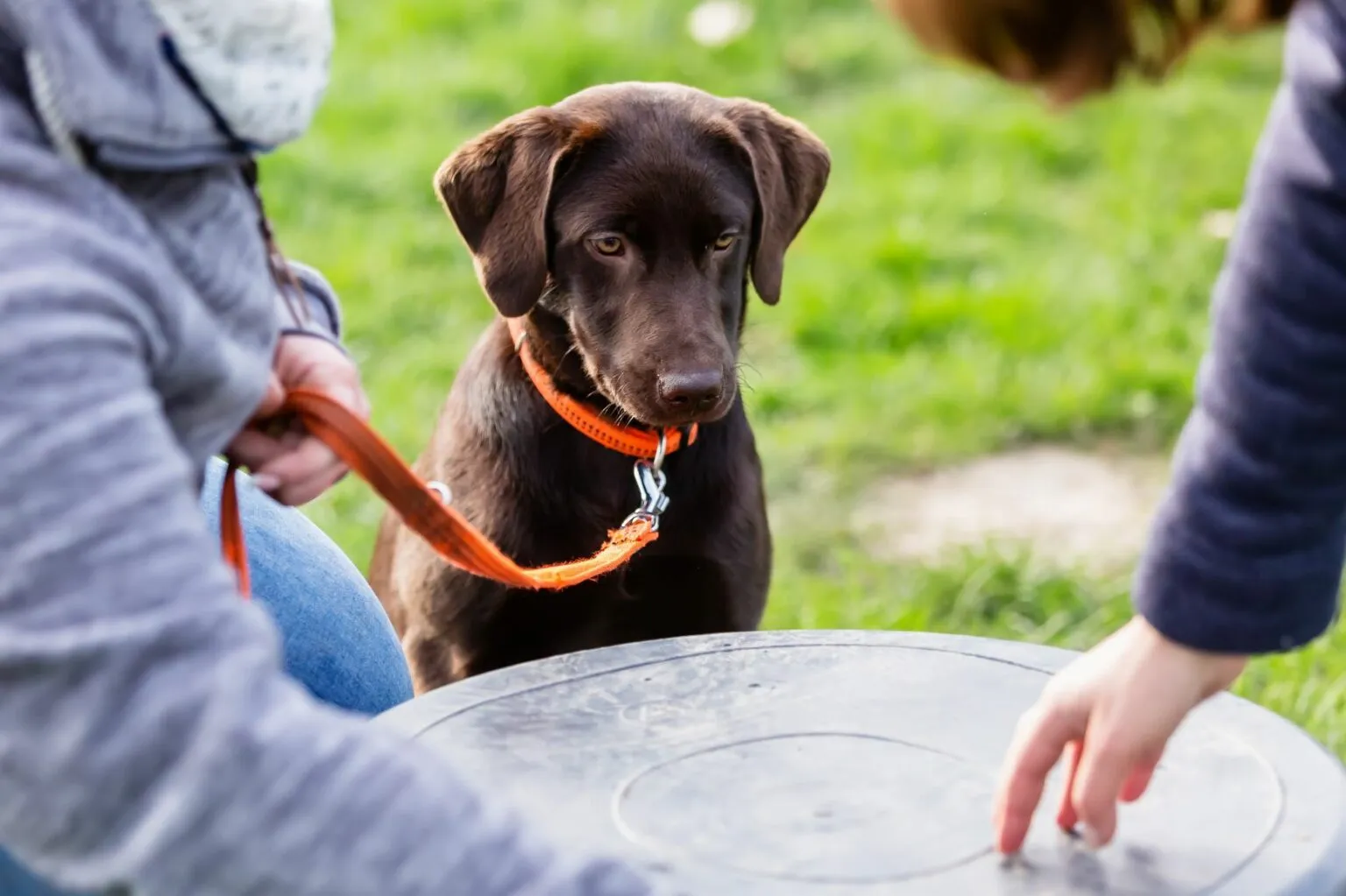 un jeune labradror en plein développement