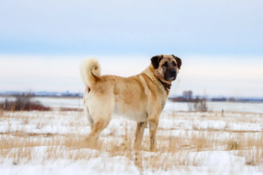 Un berger Kangal dans la neige
