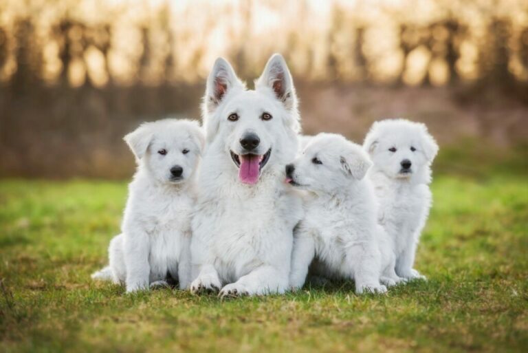 Chiots en plein développment