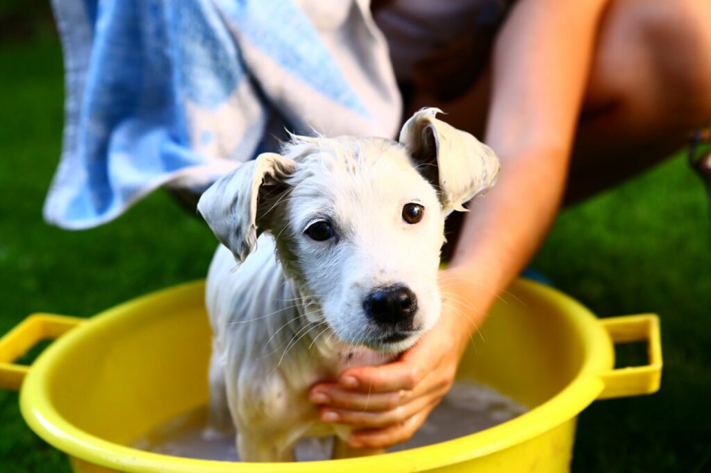 bain d'un chiot dans une bassine