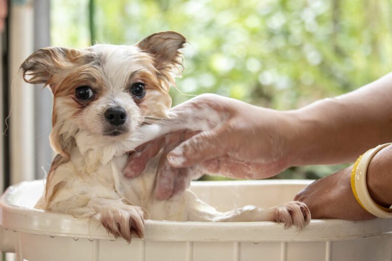 un chiot dans son bain