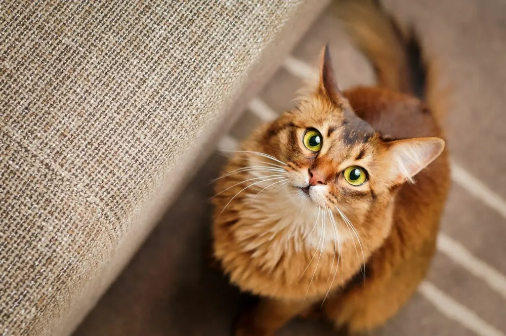 Le chat et ses oreilles le chat et ses sens