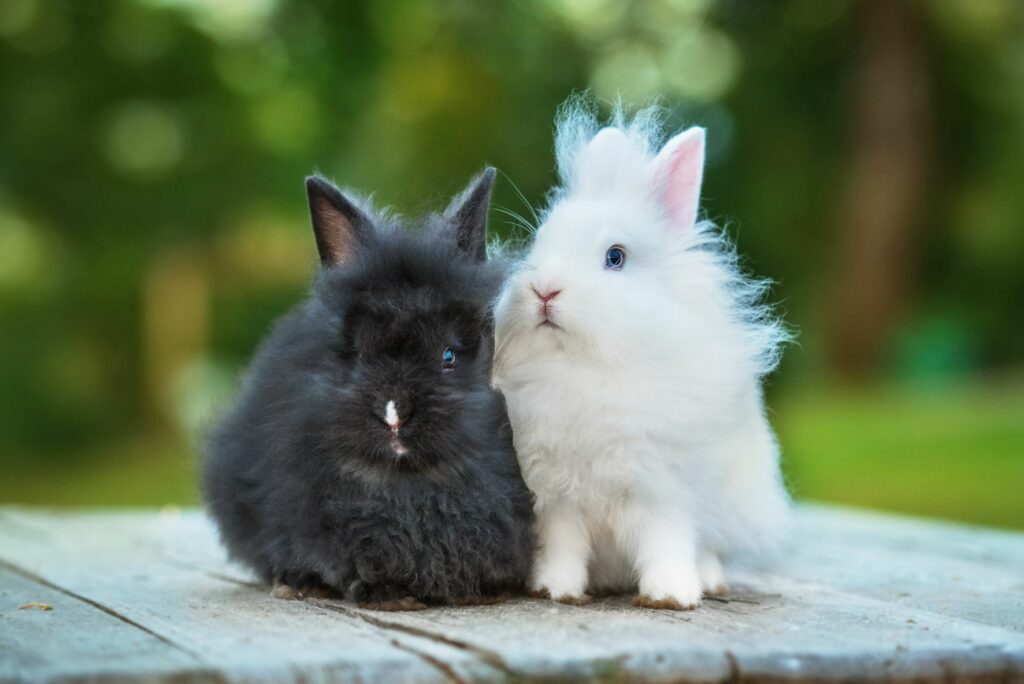 lapins angora blanc et noir