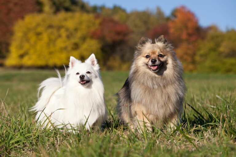 deux petits spitz dans l'herbe