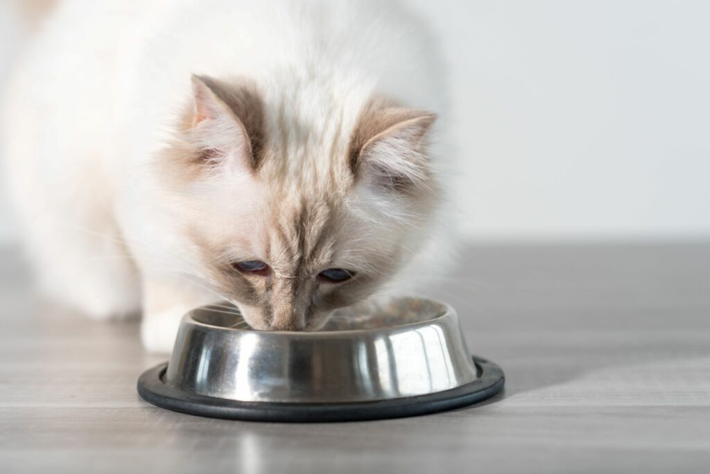 nourriture et résorption dentaire chat, nourriture et résorption dentaire