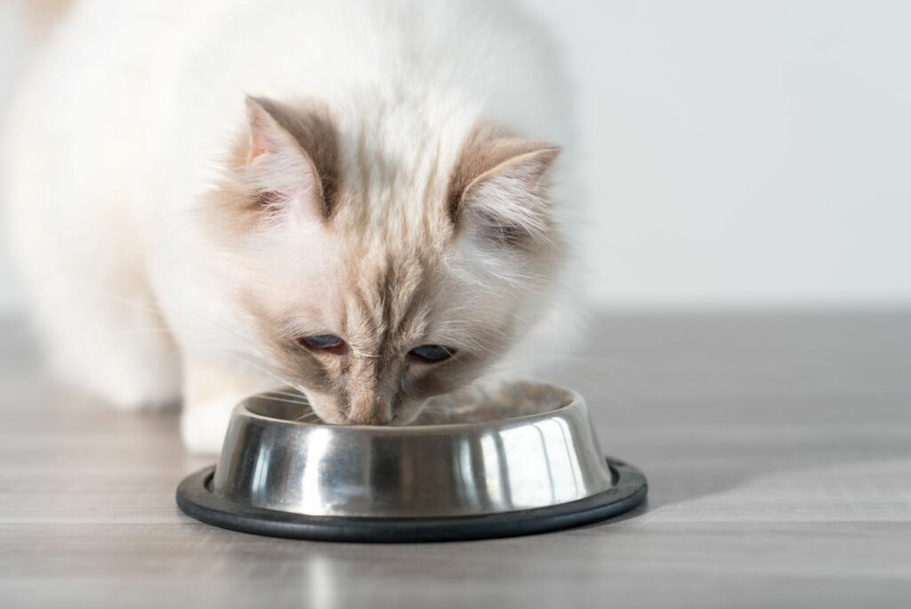 chat, nourriture et résorption dentaire