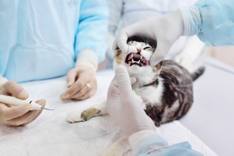 chat chez le vétérinaire pour une résorption dentaire