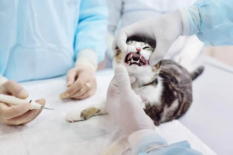 vétérinaire et résorption dentaire chat chez le vétérinaire pour une résorption dentaire