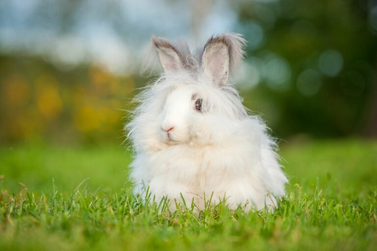 lapin nain angora