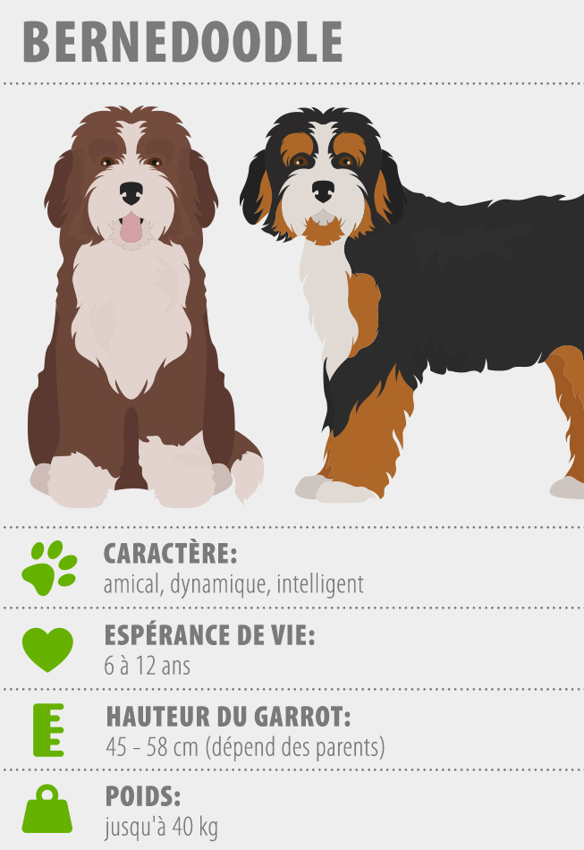 une infographie qui donne les principales caractéristiques du bernedoodle