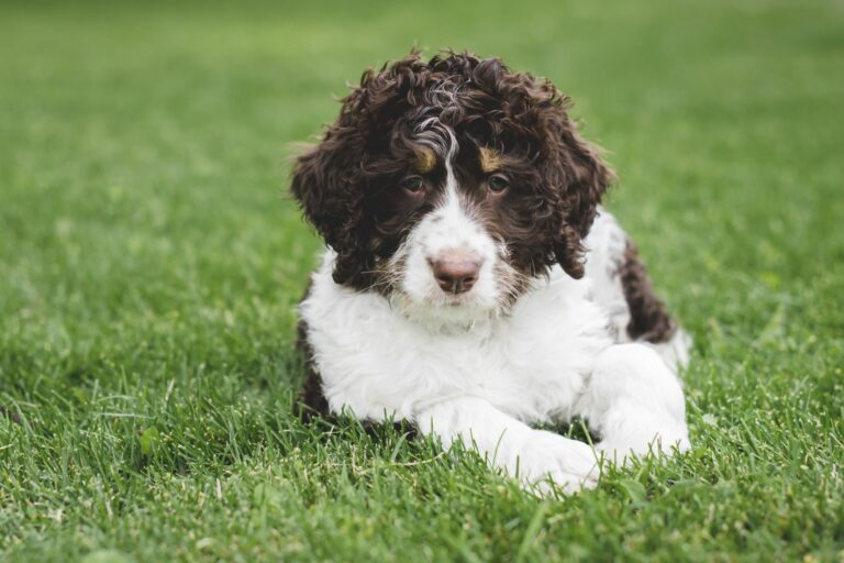 Un bernedoodle blanc et brun