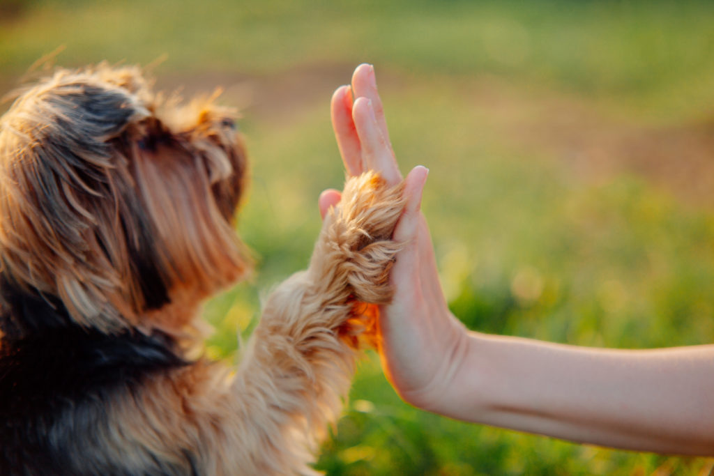 chien et maître complices