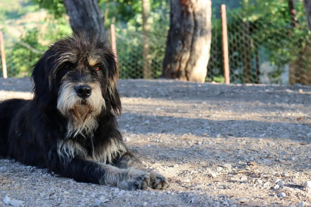 Un Bernedoodle au pelage long et noir
