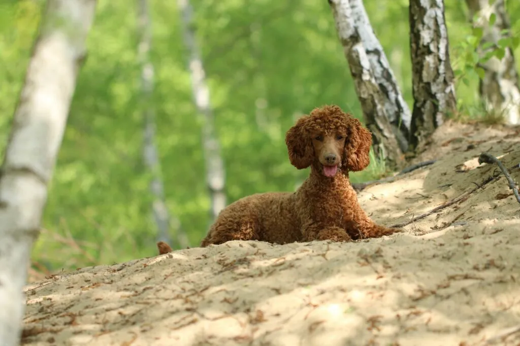 Un caniche au pelage marron dans la for&ecirc;t