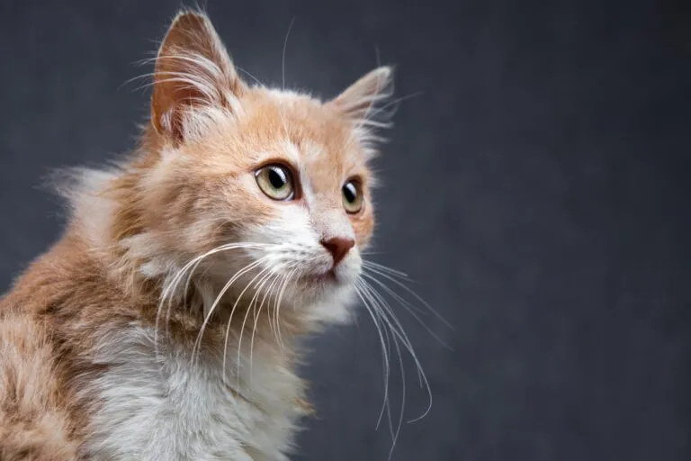 Les sens du chat Le chat et ses sens