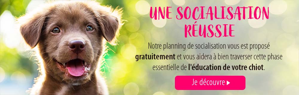 club_du_chiot_socialisation_1000x320