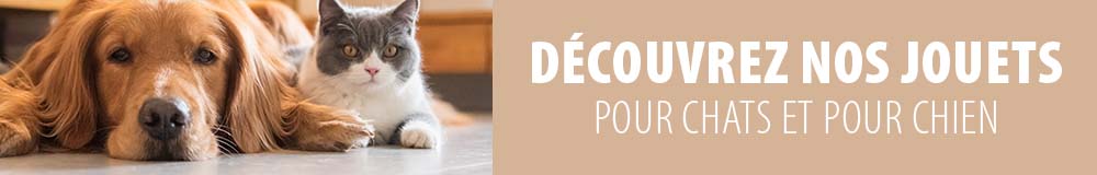 Chien Et Chat Comment Les Faire Cohabiter Magazine Zooplus