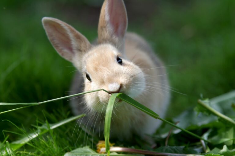 lapin en bonne santé et vaccination