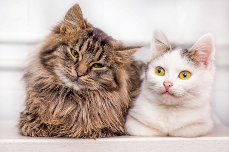 CHat de race et chat de gouttière