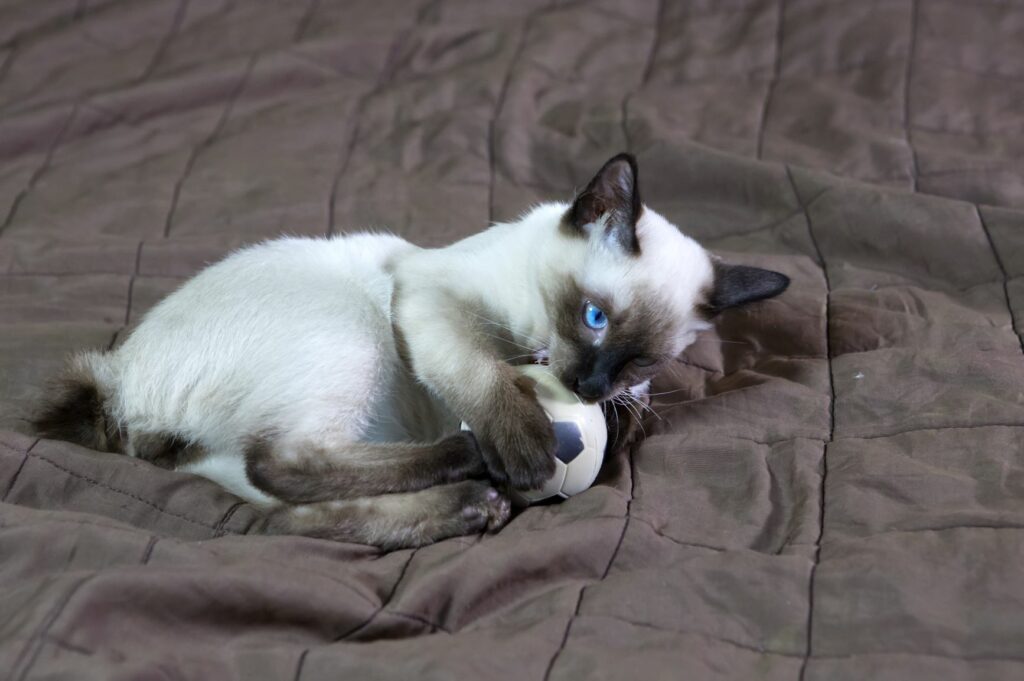 Un chaton mekong bobtail