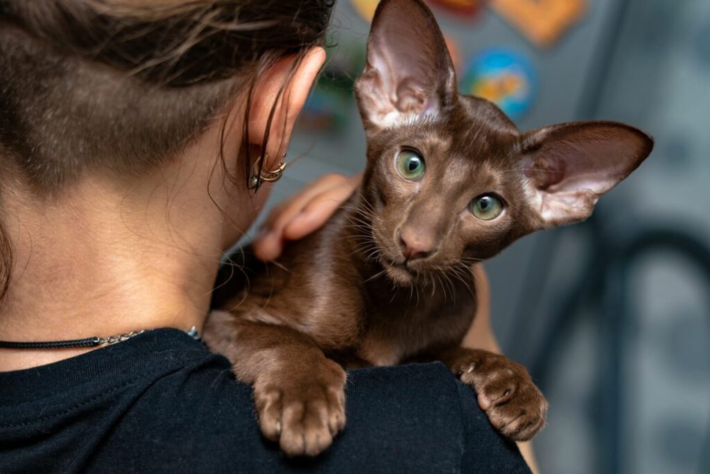 Oriental shorthair et son maître Chat oriental shorthair dans les bras de son maître