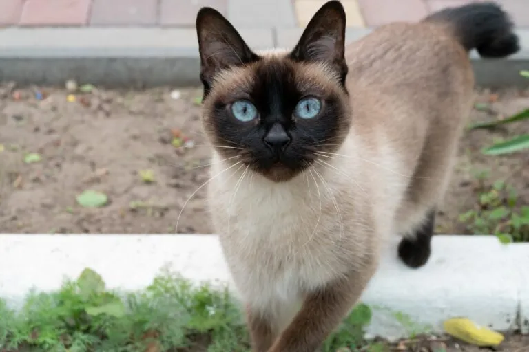 Melong bobtail et queue en pompom Mekong bobtail adulte