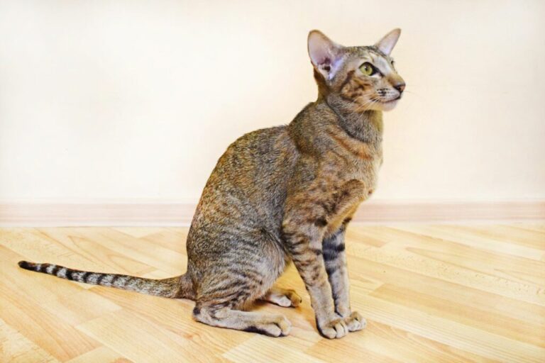 Chat oriental shorthair