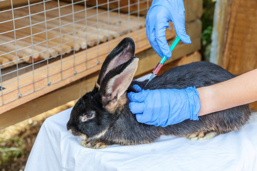 vaccination d'un lapin en bonne santé