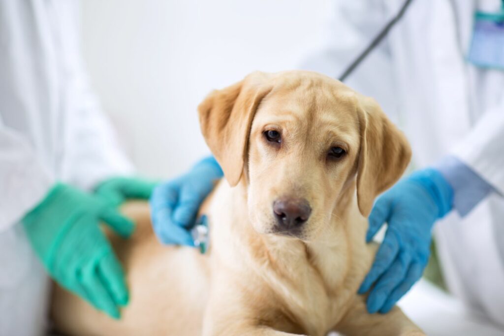 Chien chez le vétérinaire pour une toux de chenil