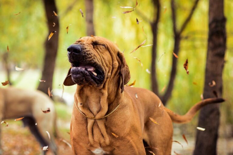 Un fila brasileiro brun tousse