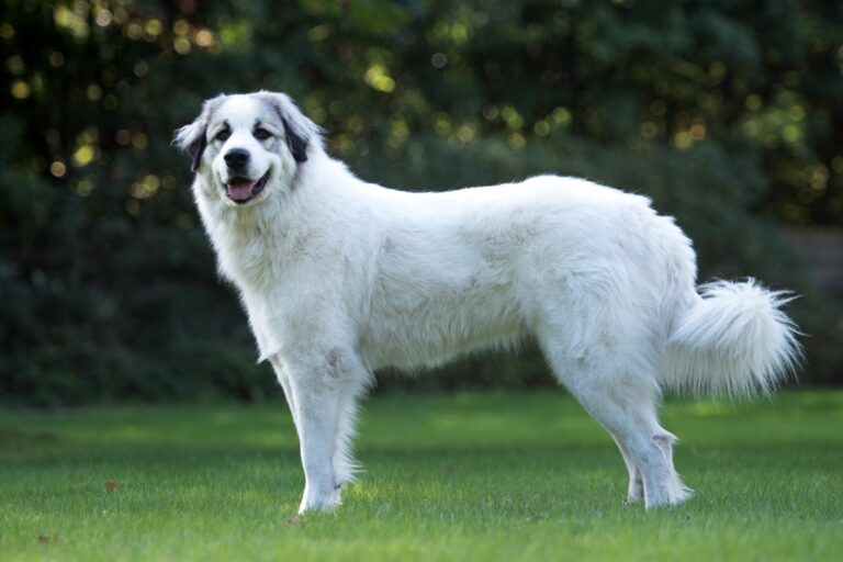 chien de montagne des Pyrénées blanc