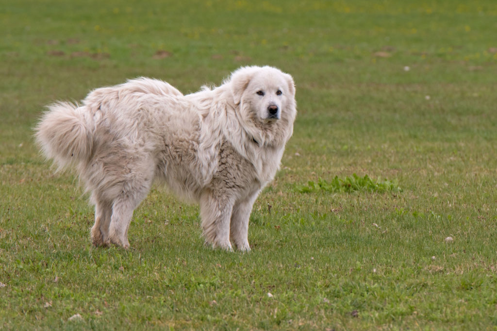 un chien de montagne des Pyrénées dans l'herbe