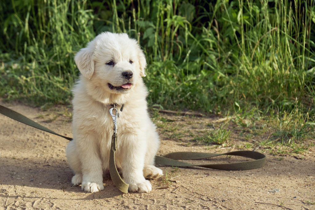 un chiot de race montagne des Pyrénées