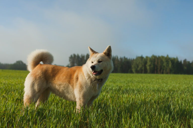 un chien akita inu dans l'herbe