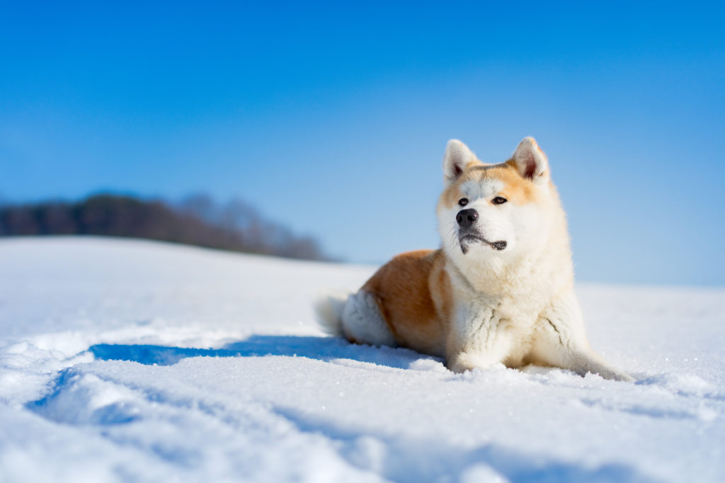 un chien akita inu dans la neige