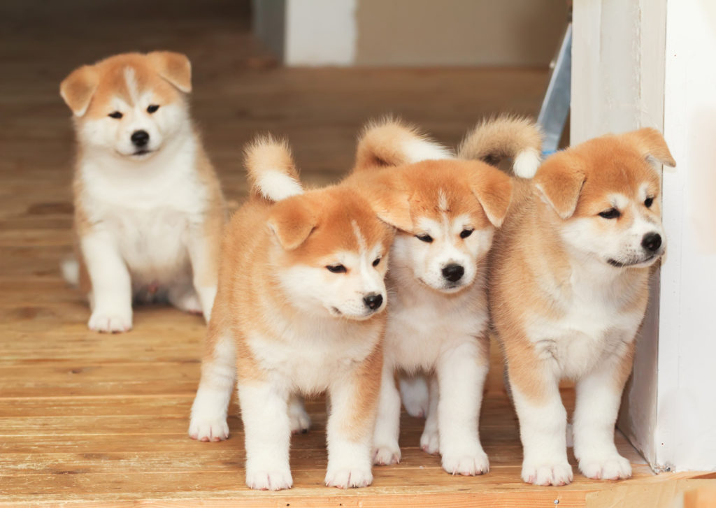 chiots akita inu