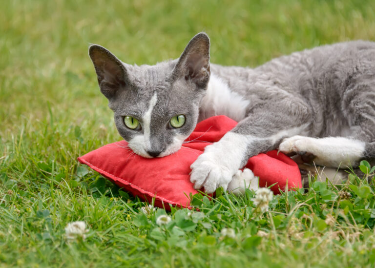 Un chat et un coussin à la valériane