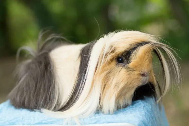 un cochon d'inde péruvien