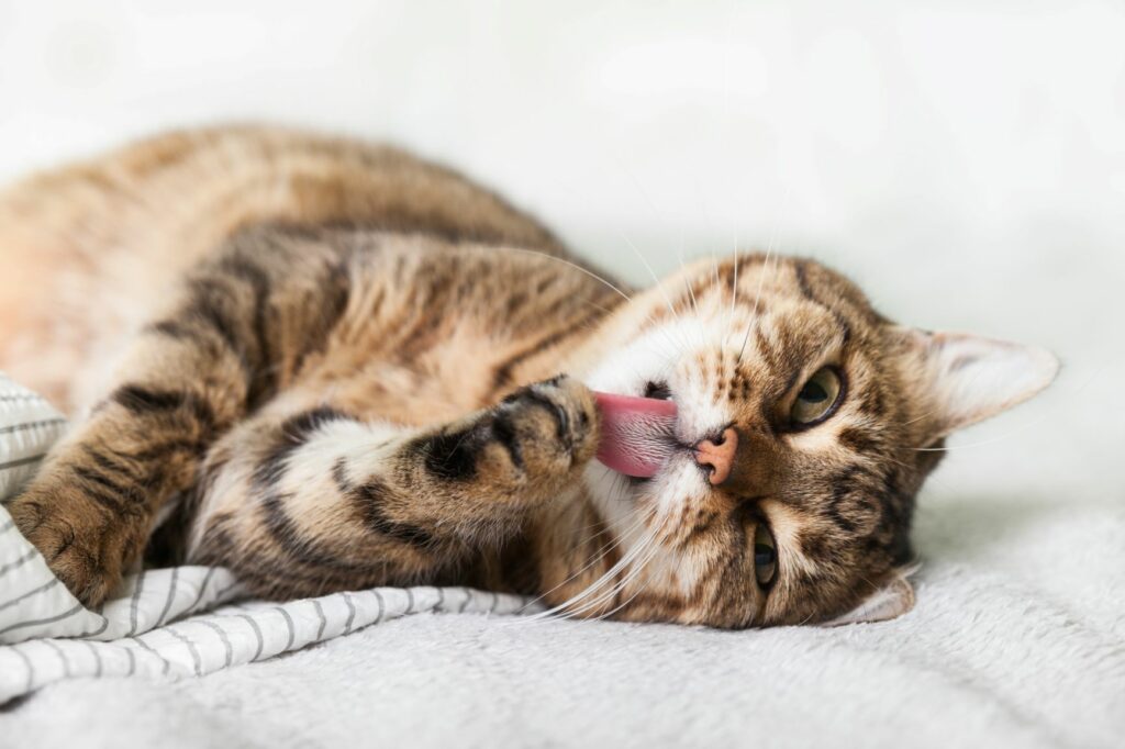 chat de gouttière qui se lèche