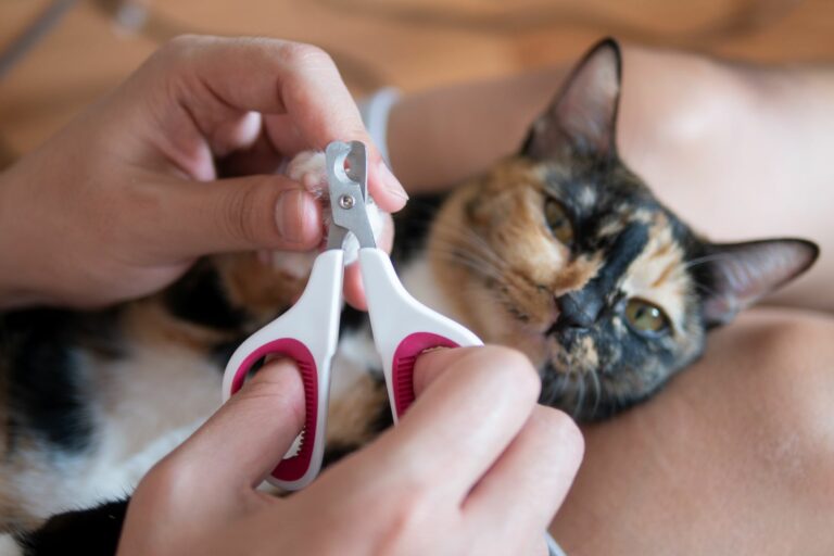 un chat se fait couper les griffes