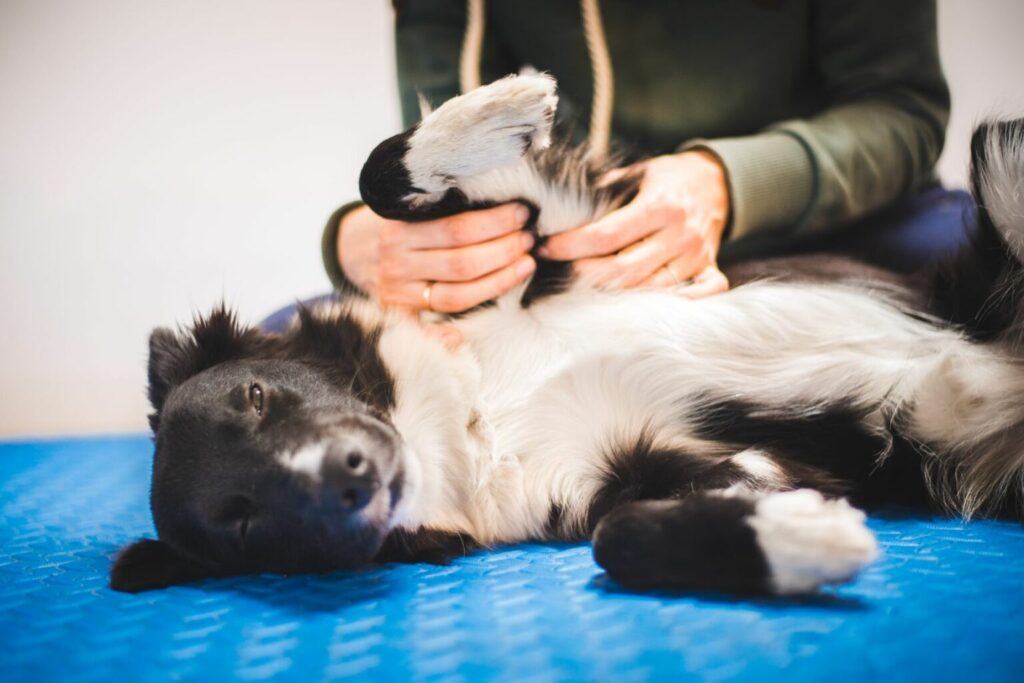 Chien et massage Un chien se fait masser