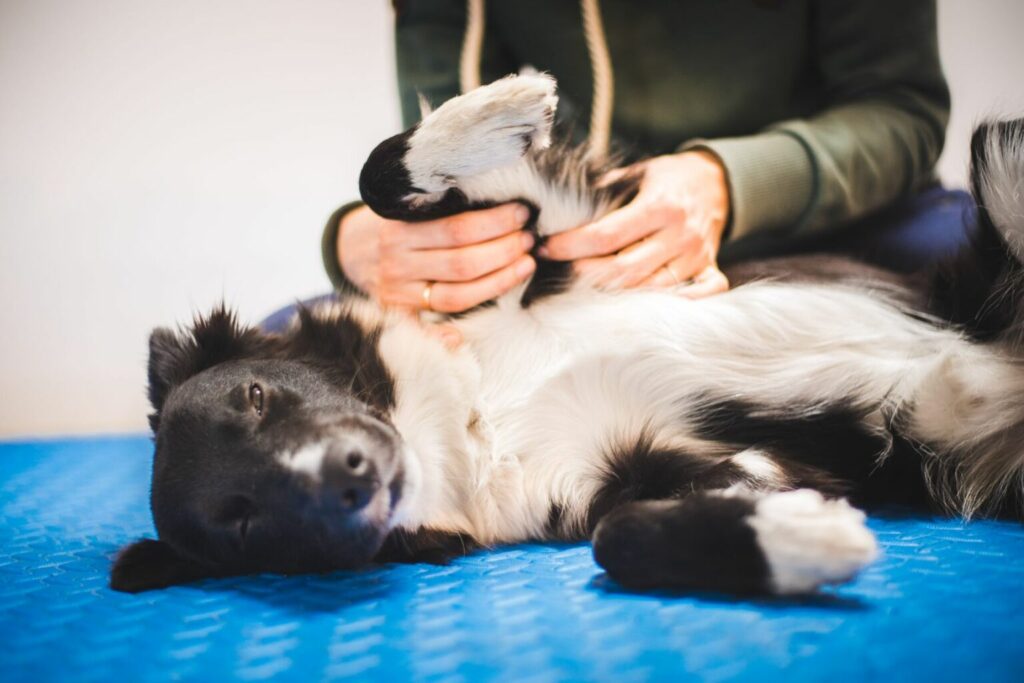 Un chien se fait masser