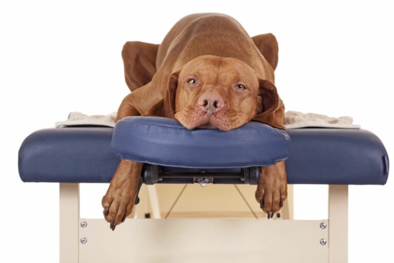 Un chien allongé sur une table de massage