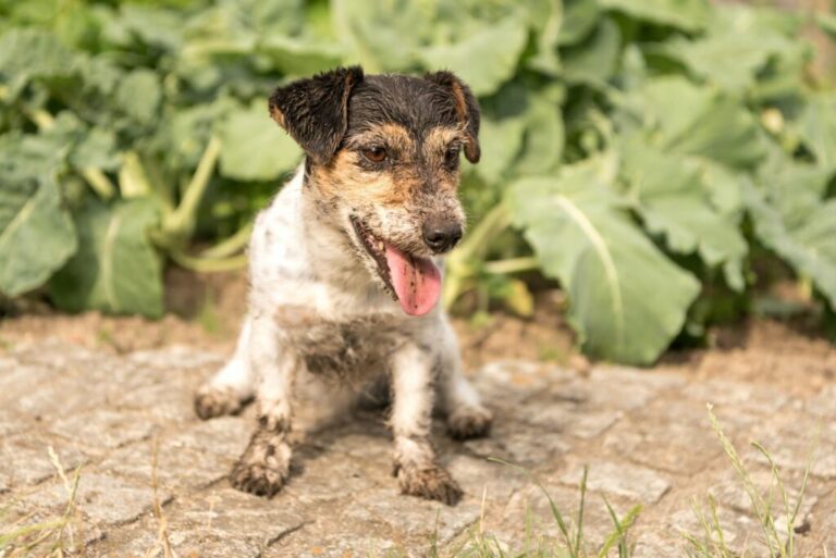 un chien qui a des vers est assis