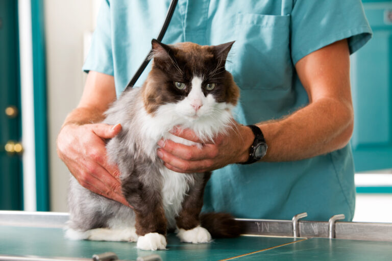 chat et cardiomypathie hypertrophique