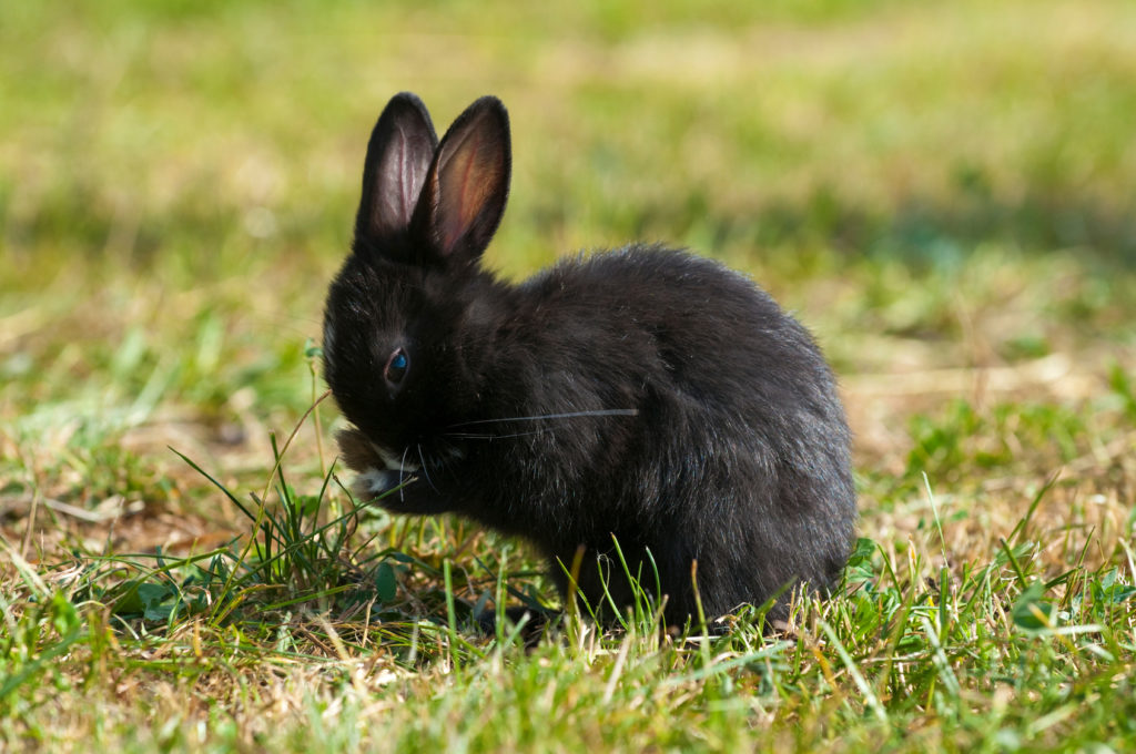 un lapin noir