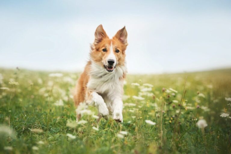 prairie chien et tiques