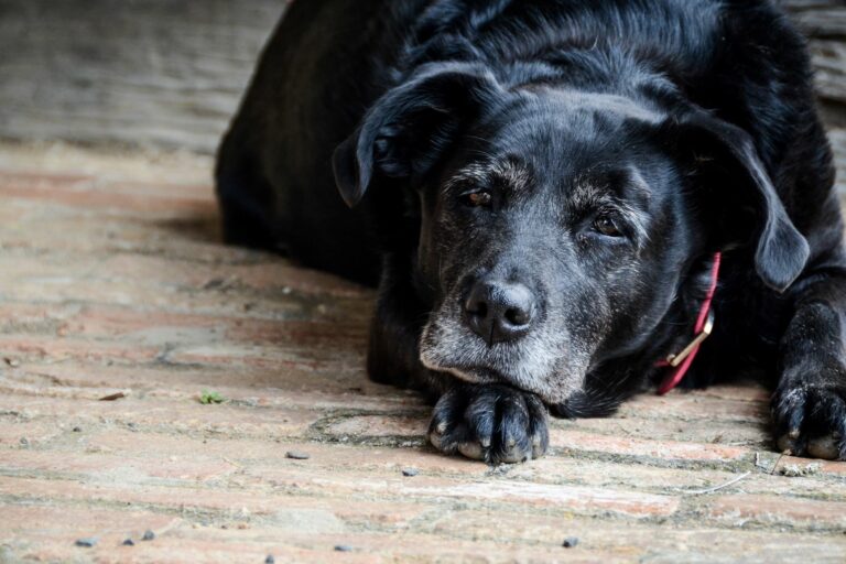 sénilité chez le chien chien agé et sénélité